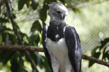 El Águila Harpía es el ave nacional de Panamá