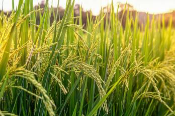 La producción de arroz se encuentra entre los rubros que ya no recibirán compesación, por parte, del Mida.