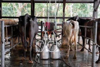 Video, Anaprole: La industria procesadora de leche en Panamá es autosostenible