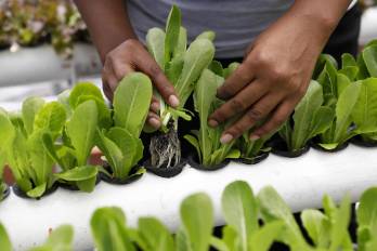 Fotografía de un cultivo de hortalizas y lechugas en una terraza de la comuna 13, el 1 de marzo de 2024, en Medellín.