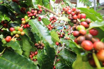 La iniciativa permitirá multiplicar la producción de café por hectárea y asegurar mejores precios.