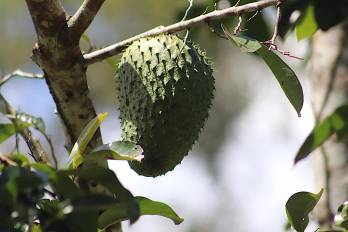 Las guanábanas son uno de los cultivos de la finca agroforestal.