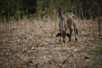 El Niño y la soberanía alimentaria
