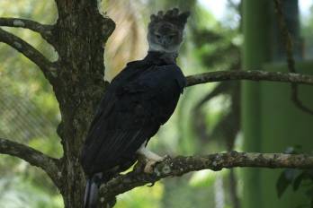 Jardín Botánico Summit celebró el cumpleaños No. 16 del Águila Harpía ‘Panamá’.