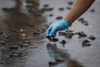 Un voluntario ayuda a neonatos de tortugas Lora marinas (lepidochelys olivacea) tras ser extraídas de los nidos del vivero de la Fundación Tortuguías, para ser liberadas en las costas de Punta Chame.