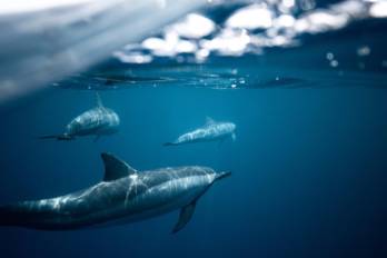 El acuerdo permitirá un muestreo biológico no invasivo a especímenes de delfines en altamar.