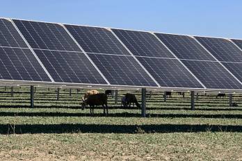 Unas cabras pastan en la sombra debajo de unos paneles solares, en una imagen de archivo.