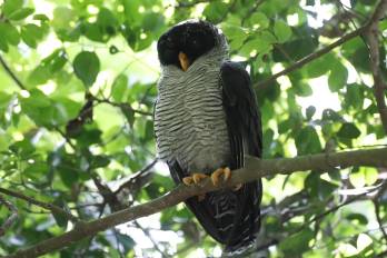 Un Búho Blanquinegro (Strix nigrolineata) es visto durante el Global Big Day 2024, en el Parque Nacional Soberanía en Ciudad de Panamá.