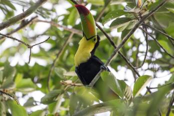 Fotografía cedida por la Unión Internacional para la Conservación de la Naturaleza que muestra un tucán en la Reserva de la Biósfera de Sian Ka'an, en Quintana Roo (México).