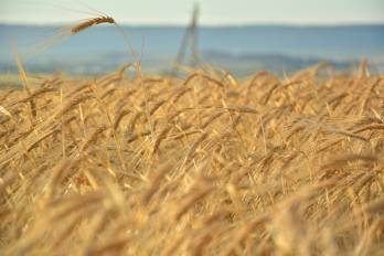 Geopolítica agroalimentaria en un mundo emergente