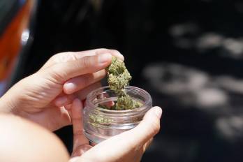 La ley 242 de 2021 regula el cannabis medicinal.