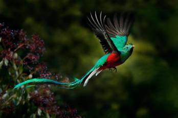 El quetzal 1.