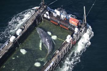 Imagen del 29 de abril 2026, cuando la ballena “Timmy” fue traslada en una barcaza especial de regreso al Mar del Norte; sin embargo, los expertos habían advirtertido el posible fracaso de la operación.