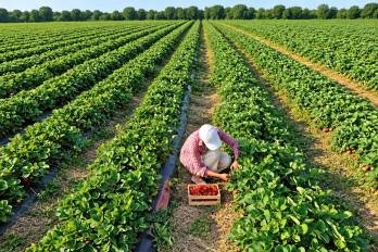 1. En Bocas del Toro, la entidad reportó apoyos para 1,050 productores y kits agrícolas destinados a 100 familias.