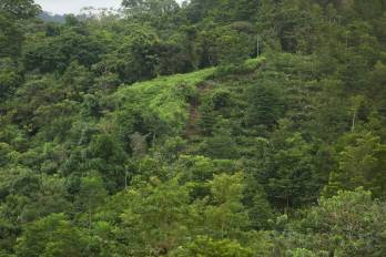 ’La Estrella de Panamá’ se desplazó a un bosque de generación ubicado en las montañas de María Chiquita, en Colón.