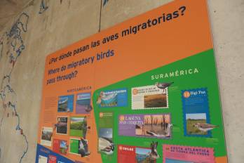 El Biomuseo colgó murales informativos para educar sobre las especies de las aves.