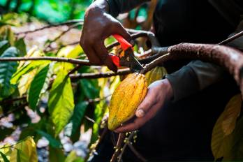 El cacao se encuentra entre las cuatro cadenas de valor prioritaria para las exportaciones panameñas.