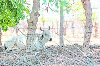 El eje central de la nueva estrategia para contrarrestar el hurto pecuario es la implementación de un microchip para la identificación y seguimiento del ganado.