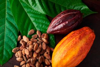 Cacao de Panamá va por el sello ‘premium’ internacional