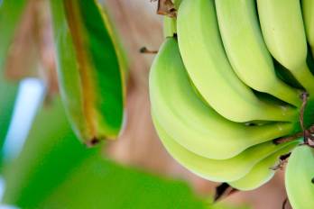 El banano representó el 13.7% del total de las exportaciones de bienes panameños, sin cobre.Pixabay