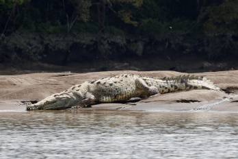 Zoo Aquarium considera que “el cocodrilo es un animal que lleva en la tierra más de 200 millones de años”.