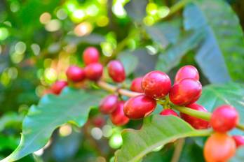El café robusta destaca por su alto rendimiento y adaptabilidad frente a plagas y variaciones de temperatura.