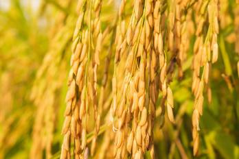 El arroz es uno de los productos sensitivos que están dentro del TPC.