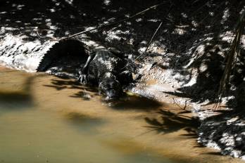 Reptiles en la urbe: la convivencia de cocodrilos y humanos en Panamá