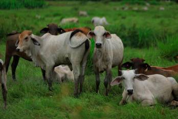 Los sectores de arroz, leche y carne son los que presentan mayor susceptibilidad debido a sus altos costos de producción internos frente a los subsidios masivos que recibe el agro en Estados Unidos.