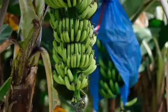 Ojo al sector bananero