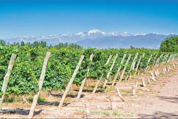 Los viñedos en Mendoza están junto a la cordillera de los Andes, donde se encuentra el Cerro Aconcagua, de 6,950 metros sobre el nivel del mar.