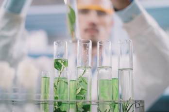 El MIDA afirmó que las inspecciones en origen son clave para prevenir la entrada de plagas cuarentenarias y garantizar material vegetal limpio y certificado, en momentos en que productores de Tierras Altas buscan diversificar su oferta agrícola con esquejes de fresa provenientes de España