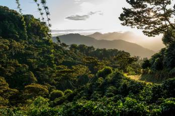 Cafetales de Finca Lérida en las montañas de Boquete.