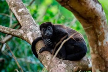 Primates y desarrollo sostenible