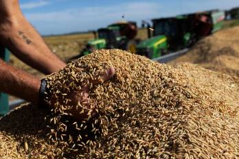 Para el año agrícola 2023-2024 se tenían programadas 92.757 ha de siembra, con la participación de 1.680 productores.