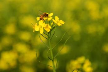 Las abejas nativas sin aguijón representan una alternativa estratégica frente a las melíferas, introducidas por los europeos y posteriormente africanizadas.