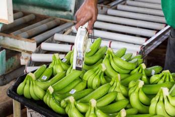 El sector bananero muestra una recuperación gradual de sus exportaciones en 2026.