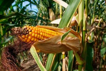 El maíz es un grano que se utiliza tanto para el consumo humano como para la elaboración de alimento animal.