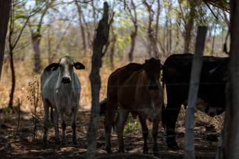 Los productos cárnicos (bovino, porcino, aves de corral y pavo, alimento para peces) se encuentran entre los rubros dentro del conflicto entre Panamá y Costa Rica.
