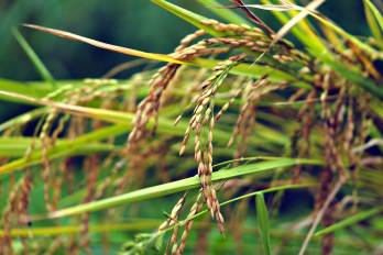 El arroz es declarado cultivo de seguridad alimentaria nacional mediante la Ley 17 del 22 de febrero de 2018.