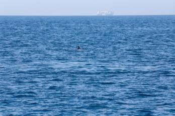 El ruido de los barcos produce un efecto desestabilizador en las ballenas.