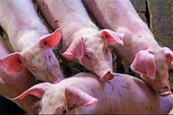 Actualmente, el 72% del cerdo consumido en el país proviene de la producción nacional.