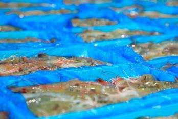 Los productos del mar están teniendo buena aceptación en otros destinos. Los camarones congelados son el segundo rubro de exportación.