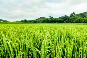 La CCIAP ha estado en constante diálogo con actores del sector a nivel nacional, recogiendo inquietudes y propuestas que buscan mejorar la competitividad del agro panameño