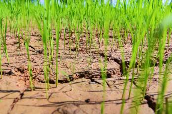 El fenómeno de El Niño altera las lluvias y complica la producción de arroz y otros rubros agrícolas en Panamá.