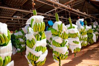 El banano se mantiene como el producto líder en nuestras exportaciones, representando el 14,5% del total.