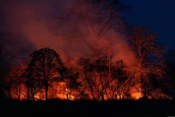 Un inciendo forestal afecta criticamente la biodiversidad.