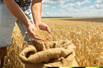 La mejora en la producción de cereales ayudó a que los precios mundiales bajaran.