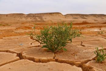 La degradación generalizada de la naturaleza está agravando la crisis climática.