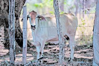 El ganado vacuno creció 2.5% en el mes de noviembre, alcanzando las 26,439 cabezas sacrificadas.